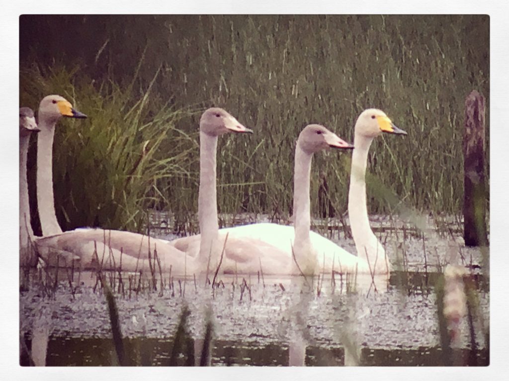 Kansallislintumme laulujoutsen on pesinyt Järvelän kosteikolla jo monena kesänä. Tänä vuonna pari sai 5 poikasta lentokykyisiksi. (Phonescoping)